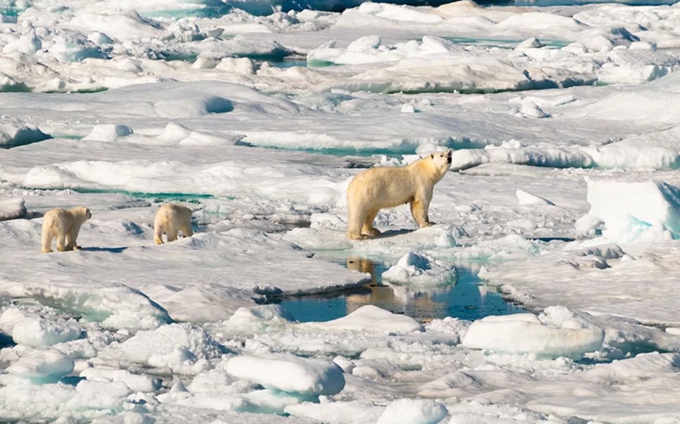 Premier Destinations for Brown Bear Enthusiasts