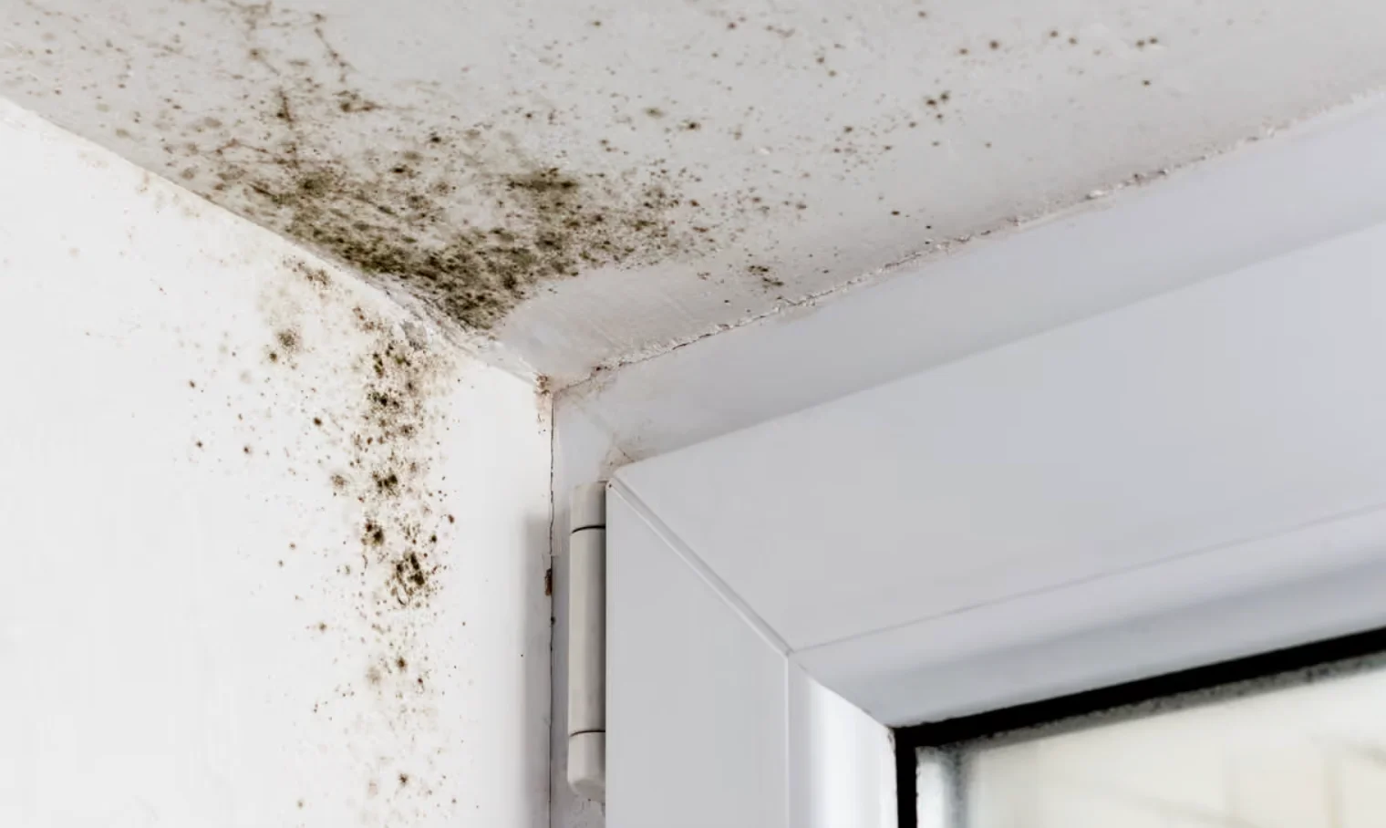 What Causes Indoor Mold and How to Stop It?